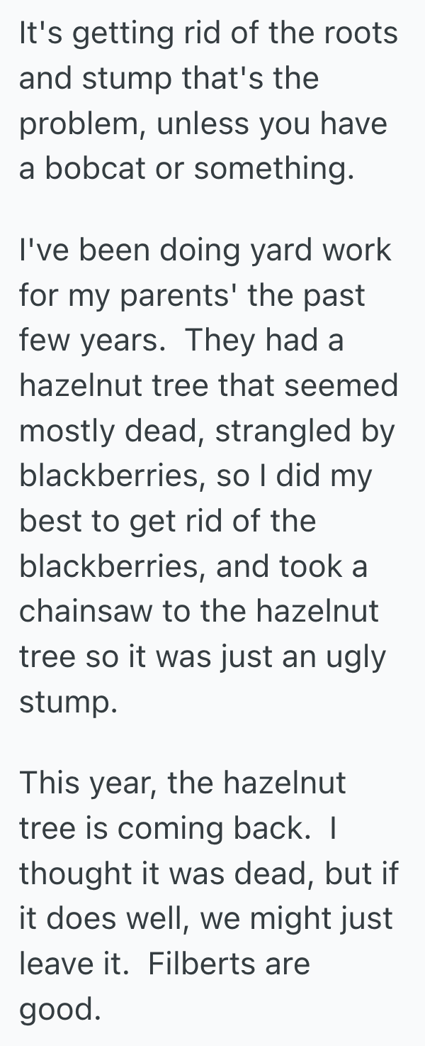 Screenshot 2025 07 08 at 4.59.03 PM Her Aunt Held Onto Petty Grudges With The Neighbors For Years, So When She Moved Out, Her Niece Quietly Let The Neighbors Remove The Tree They Hated